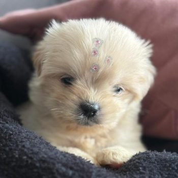 WhatsApp Image 2025-08-30 at 12.40.42