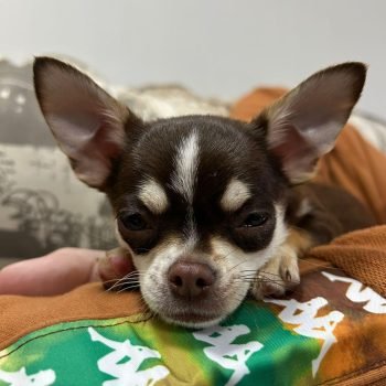 cdcdc953-21c3-4777-89e6-4e699347f8ae